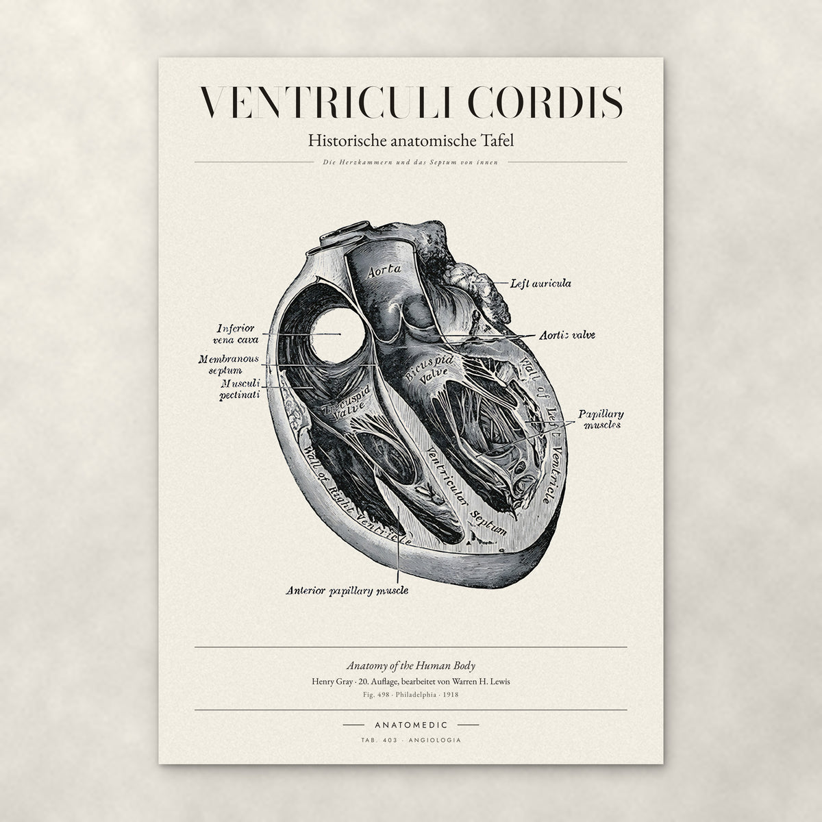 Ventriculi Cordis – Anatomie-Poster von ANATOMEDIC, historische anatomische Tafel: Die Herzkammern und das Septum von innen