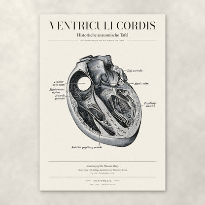 Ventriculi Cordis – Anatomie-Poster von ANATOMEDIC, historische anatomische Tafel: Die Herzkammern und das Septum von innen