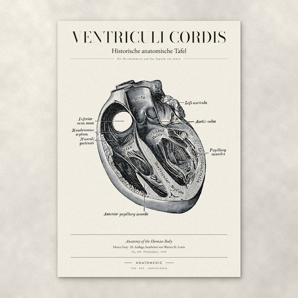 Ventriculi Cordis – Anatomie-Poster von ANATOMEDIC, historische anatomische Tafel: Die Herzkammern und das Septum von innen