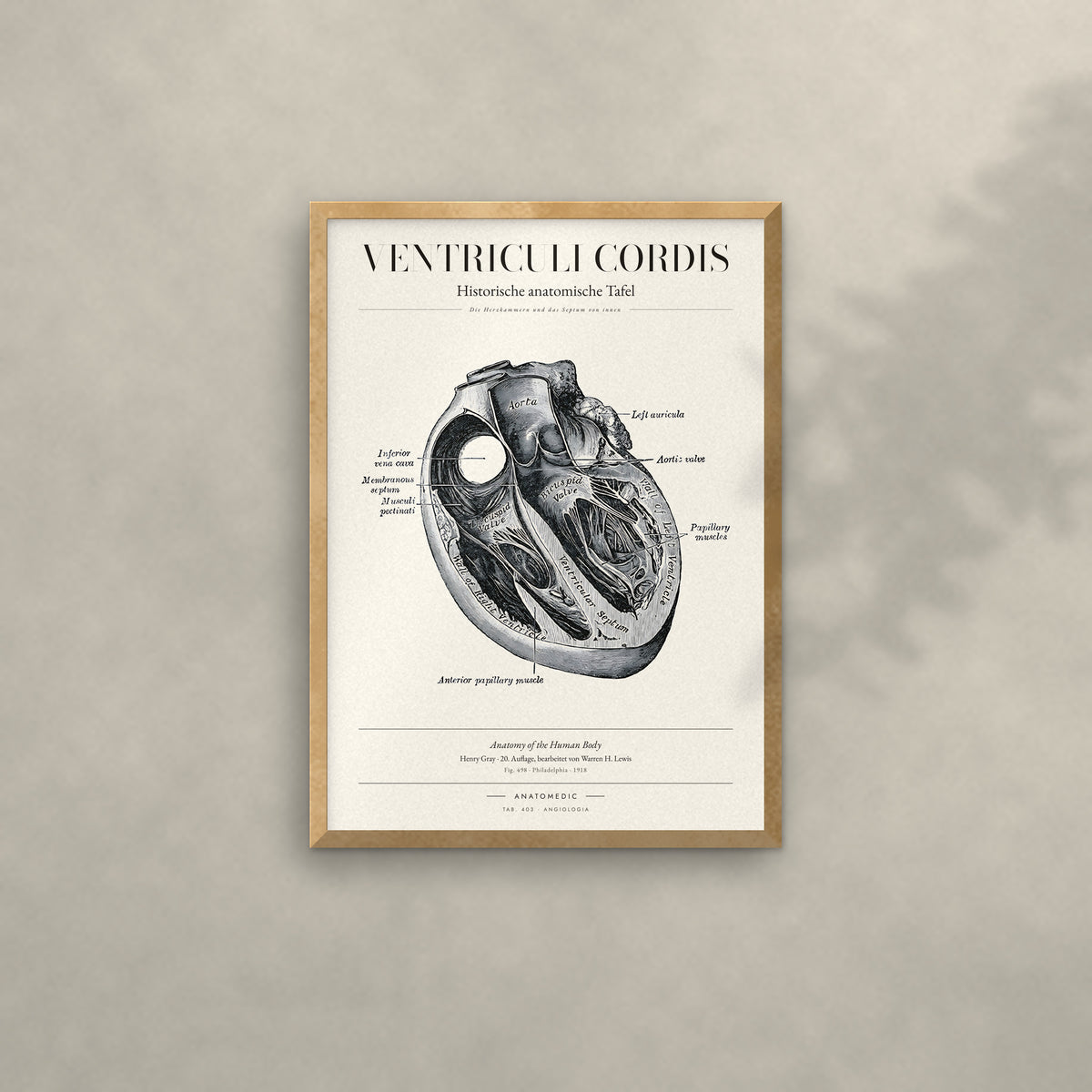 Ventriculi Cordis Anatomie-Poster im Eichenrahmen an heller Wand