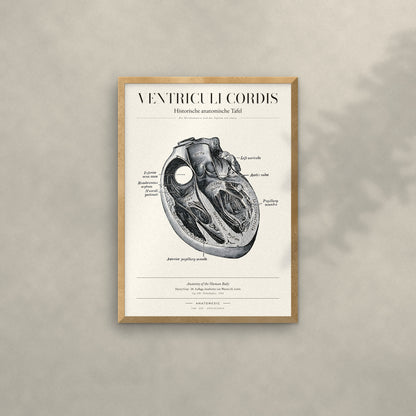 Ventriculi Cordis Anatomie-Poster im Eichenrahmen an heller Wand