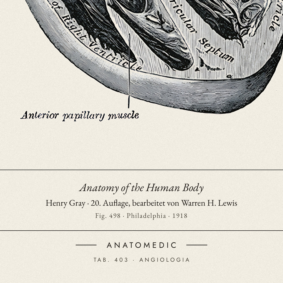 Nahaufnahme der Bildunterschrift: Anatomy of the Human Body · Henry Gray · 20. Auflage, bearbeitet von Warren H. Lewis, TAB. 403 · ANGIOLOGIA