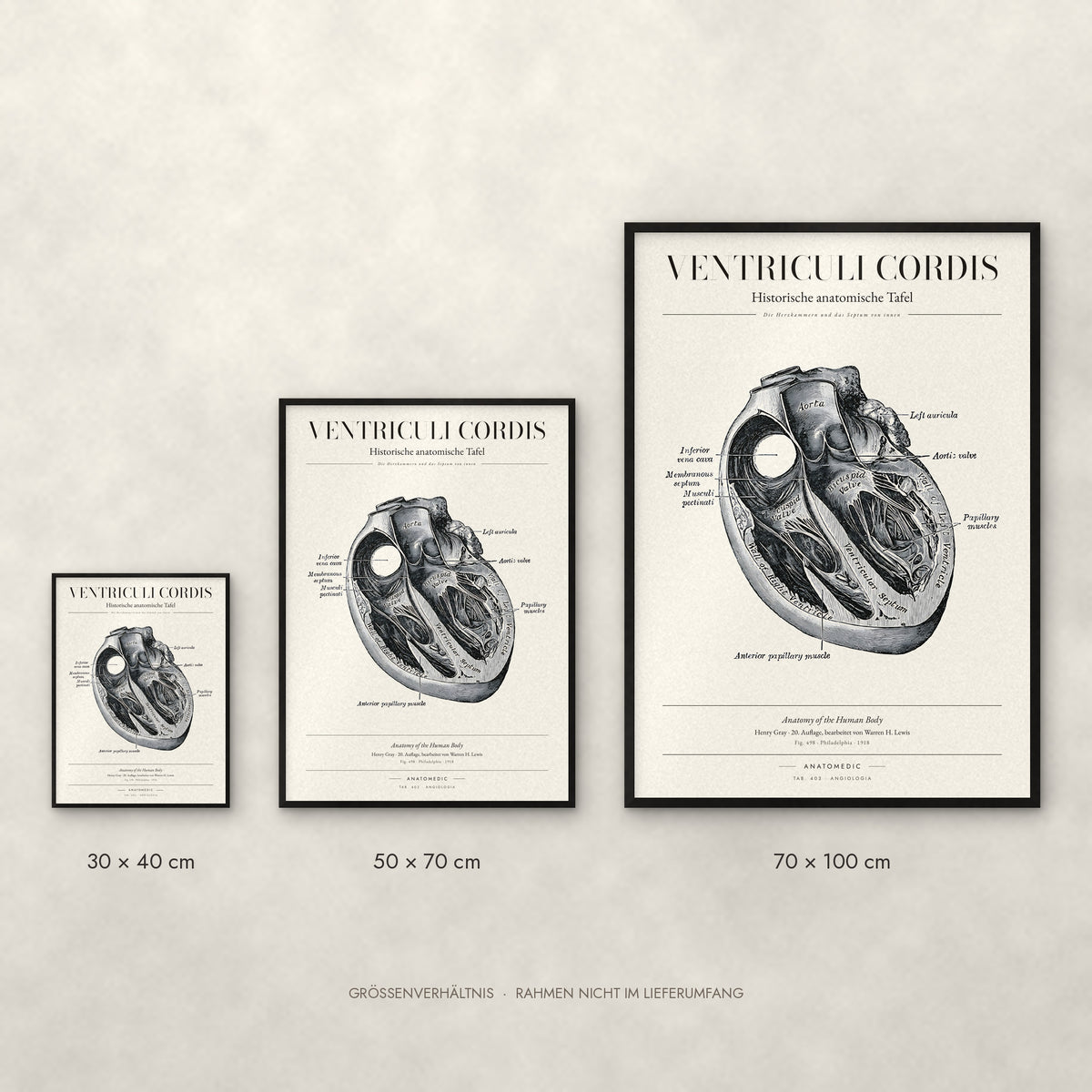Ventriculi Cordis Poster im Größenvergleich: 30 × 40, 50 × 70 und 70 × 100 cm