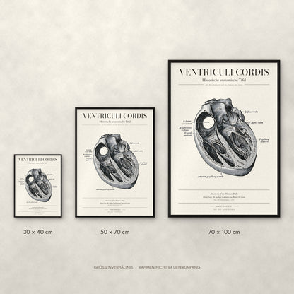 Ventriculi Cordis Poster im Größenvergleich: 30 × 40, 50 × 70 und 70 × 100 cm