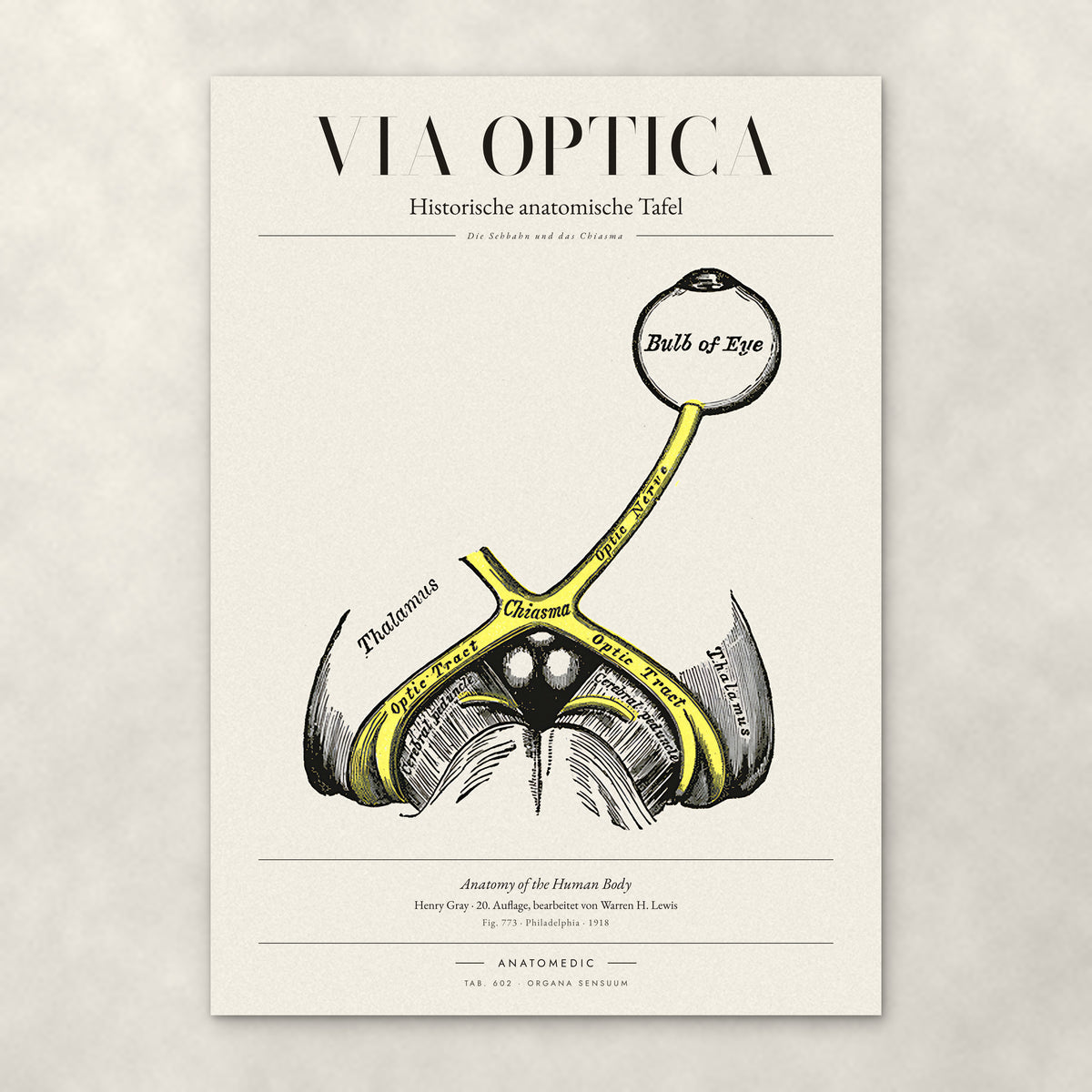 Via Optica – Anatomie-Poster von ANATOMEDIC, historische anatomische Tafel: Die Sehbahn und das Chiasma