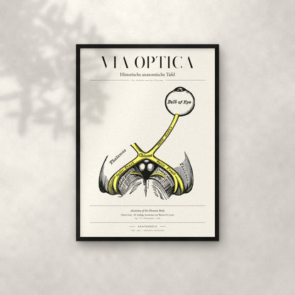 Via Optica Anatomie-Poster im schwarzen Rahmen an heller Wand