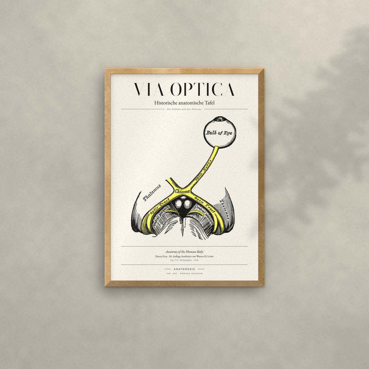 Via Optica Anatomie-Poster im Eichenrahmen an heller Wand