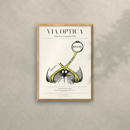 Via Optica Anatomie-Poster im Eichenrahmen an heller Wand