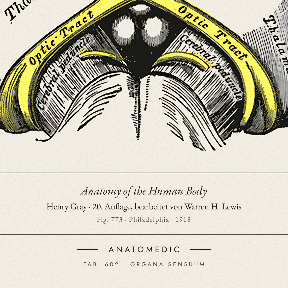 Nahaufnahme der Bildunterschrift: Anatomy of the Human Body · Henry Gray · 20. Auflage, bearbeitet von Warren H. Lewis, TAB. 602 · ORGANA SENSUUM