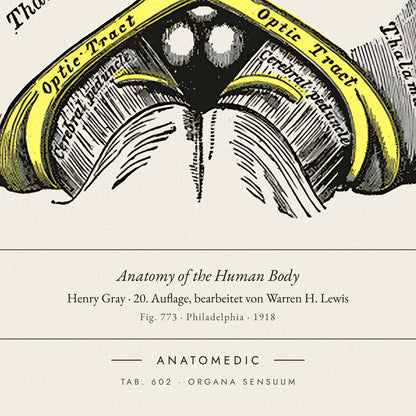 Nahaufnahme der Bildunterschrift: Anatomy of the Human Body · Henry Gray · 20. Auflage, bearbeitet von Warren H. Lewis, TAB. 602 · ORGANA SENSUUM