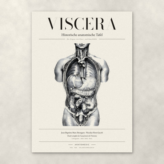 Viscera – Anatomie-Poster von ANATOMEDIC, historische anatomische Tafel: Die Organe von Brust- und Bauchhöhle