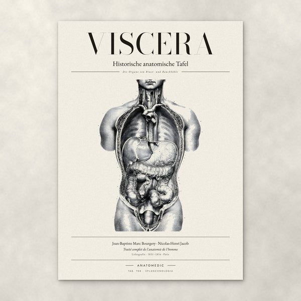 Viscera – Anatomie-Poster von ANATOMEDIC, historische anatomische Tafel: Die Organe von Brust- und Bauchhöhle