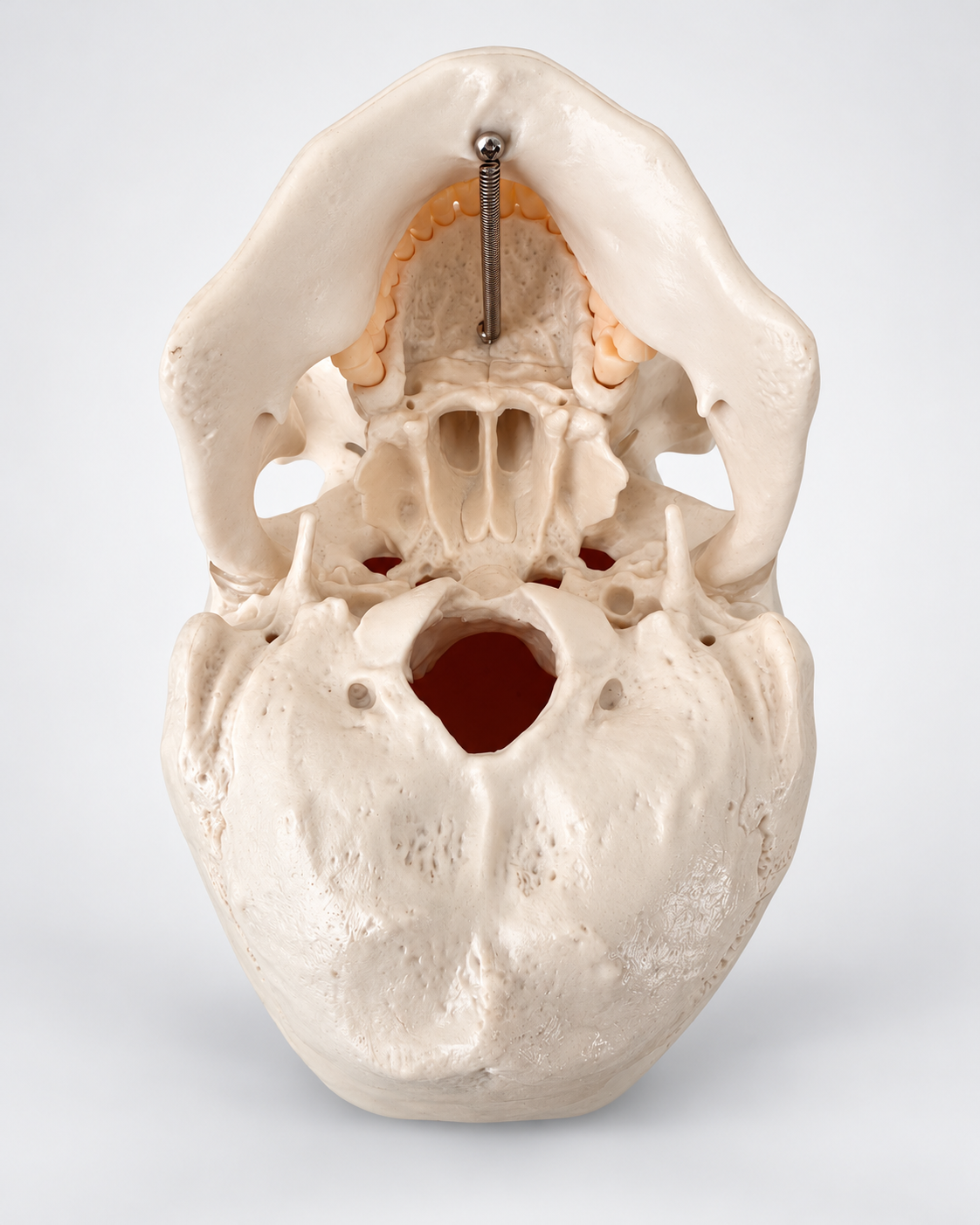 Schädelmodell von unten mit Schädelbasis, Foramen magnum und Unterkiefer