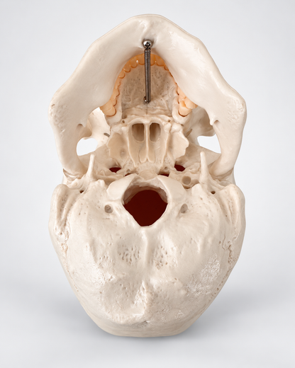 Schädelmodell von unten mit Schädelbasis, Foramen magnum und Unterkiefer